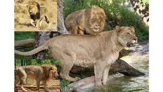 lions in zoo often include conservation efforts genetic diversity management education