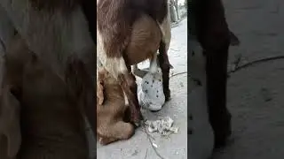 Baby dog VS Baby goat🐶😂🤣😂🐐