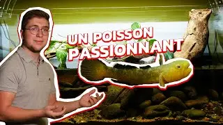 INCROYABLE COUP DE COEUR POUR CES POISSONS ! Chlamydogobius Eremius #2