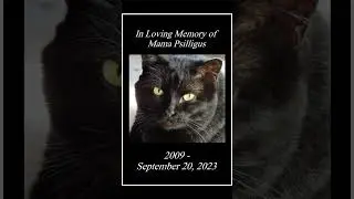 Mama Psilligus 2009 - September 20, 2023