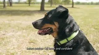 Aggressive Dog Rehabilitation | Elphie: Before and After