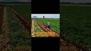 Farm-Proven Potato Harvester: High Efficiency, Low Damage # #farming