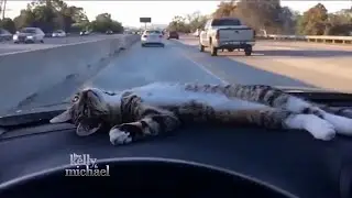 Rory the Dashboard Cat
