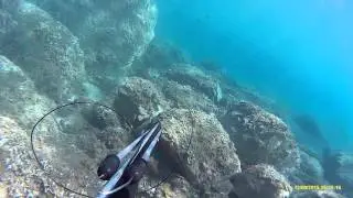 Chasse sous-marine : poisson 