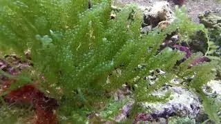 Caulerpa racemosa Kriechsprossalge