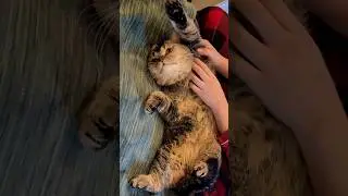Cute Boy George Gets His Stretch Therapy 🐾😻