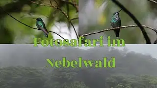 Fotosafari im Nebelwald - V&ouml;gel fotografieren im Dschungel von Monteverde Costa Rica Expedition