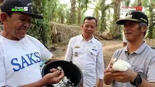 PANEN JAMUR SAWIT | BUPATI PRINGSEWU