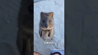 &ldquo;I think he looks like a nice big rat.&rdquo;#shorts #animals #cute #quokka