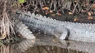 Awesome Alligator Asleep with Tail Bent by Red Mangrove, Black Point Wildlife Drive Merritt Island