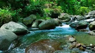 Sleep Meditation 🌙 River Flowing Beside the Forest