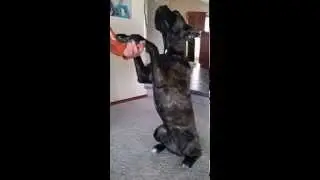 Cane Corso sit pretty