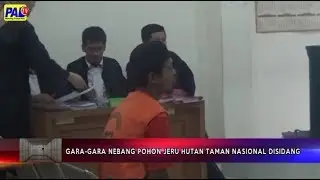 Disidang Di PN Palembang Gara-Gara Nebangi Pohon Jeru Taman Nasional