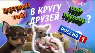 Русский той или той-терьер? Канал Россия о породе: часть 2