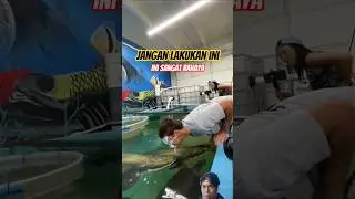 SERANGAN IKAN PREDATOR #faktaunik #ikan #short