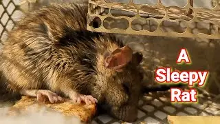 A sleepy Rat #rat 