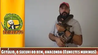 GET&Uacute;LIO, A ANACONDA OU SUCURI VERDE (Eunectes murinus)