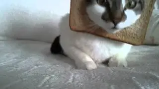 Breaded Cat