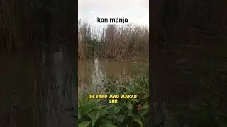 Ikan manja #fishing #spotnilaliar #mancing #ikan