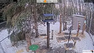 2026-01-11 - Foothills Birds - Foothills, AB - Live Stream Bird Feeder Cam (FiRN)
