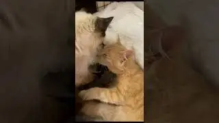 cat cuddles are the best cuddles #catcuddle #catcuddles #cuddlingcat #cuddlingcats #kittencuddles