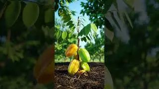 Satisfying Star Fruit Growing Time-Lapse #starfruit