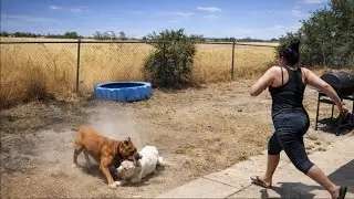 Dog Attacks Caught on Camera
