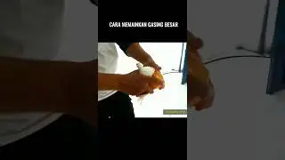 Memainkan gasing kayu besar #gasingkayu #maingasingkayubesar #maingasing #caramemainkangangsing