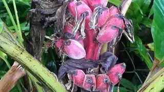 Декоративное розовое бананановое деревце/ Decorative pink banana tree
