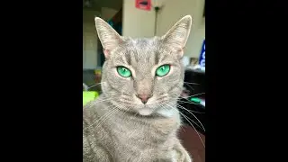 Stray Cat Becomes Famous After Adoption
