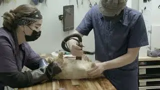 Cat Grooming Lion Cut vs. Teddybear Cut