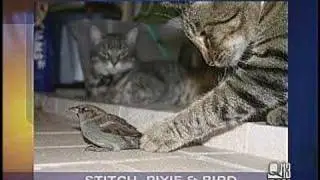 Pixie & Stitch on TV