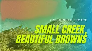 Small Creek, Beautiful Browns (one minute escape)