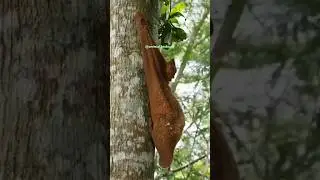 Flying lemurs are rare animals that are rarely found today
