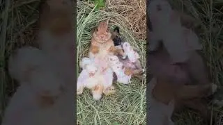 Nursing Rabbit its babies