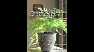 🌿 Best indoor trees to care for🌲 Norfolk island pine