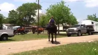 Kid safe horse