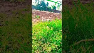 Dog#village #dogs #funny