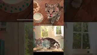 SUPER LITTLE KITTEN ADVENTURE - CUTE PLAYFUL CAT #shorts