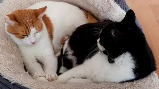 Cats Touching Paws