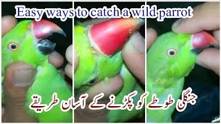 Easy way to catch a wild Parrot. catch a angry bird | wild parrot ko kasay pakray