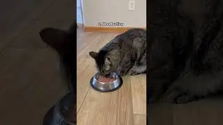 5 Signs You Are Your Cat&rsquo;s Favorite Person