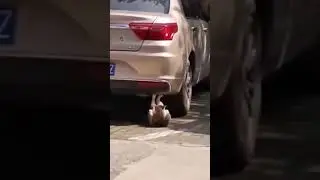 Cat doing Sit-ups?! | Funny Cat Video | Cat exercise | cat sit ups | #Shorts