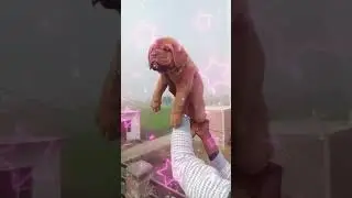 Show Quality French Mastiff Puppies 🤩 Surat, Gujarat 🐾 All India Delivery   📞6352527549