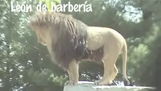 Le&oacute;n de barber&iacute;a le&oacute;n de atlas