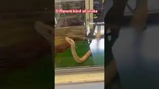 At the snake Center Japan🇯🇵 #japanvlog #travel #newbiehere