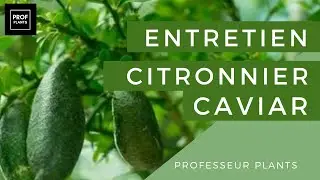 COMMENT CULTIVER LE CITRON CAVIAR