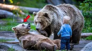 Female Bear Begs This Baby to Save Her Mate&mdash;What Happened Next Was Shocking
