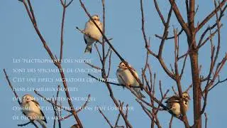 Plectrophane des neiges