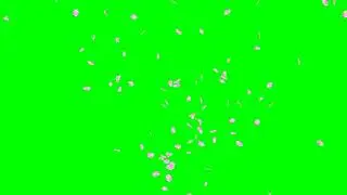 Falling Cherry Blossom Petals No.4 Circle HD Animation - green screen effect & overlay